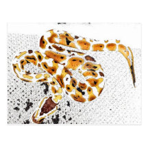 Ball Python Post Card