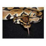 Ball Python Postcard