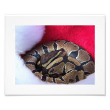 Ball Python Snake in Santa hat picture Photo