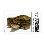 Ball python stamps