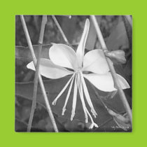 Ballerina Flower Magnet magnets