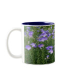 Balloon Flowers