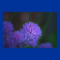 balls of purple posters by zack12349 balls of purple posters