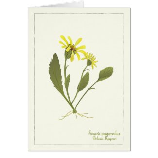 Balsam Ragwort Prairie Flower Note Card