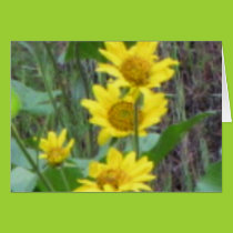 Balsam Root  Bouquet cards