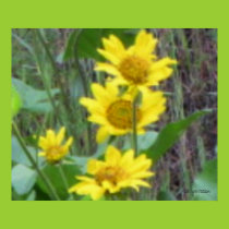 Balsam Root Bouquet Poster posters