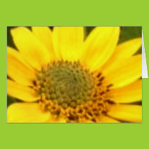 Balsam Root Card cards