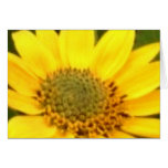 Balsam Root Card