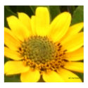 Balsam Root Poster print
