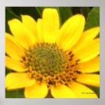 Balsam Root Poster