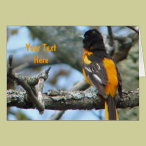 Baltimore Oriole bird cards