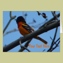 Baltimore Oriole bird cards