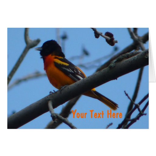 Baltimore Oriole bird Greeting Card