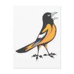 Baltimore Oriole Bird Post Card