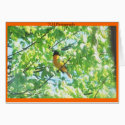 Baltimore Oriole cards by tlhphotography Baltimore Oriole cards