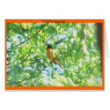 Baltimore Oriole cards by tlhphotography Baltimore Oriole cards