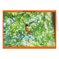 Baltimore Oriole cards