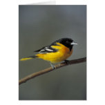 baltimore oriole greeting card