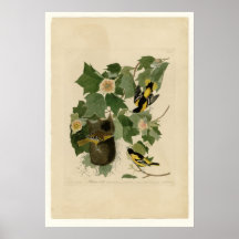 Baltimore Oriole Print