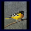 Baltimore Oriole Prints and Posters by Granny_Pats_Gifts Baltimore Oriole Prints and Posters