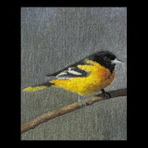Baltimore Oriole Prints and Posters