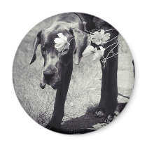 Balu hinter Cosmea magnets by doggenhaus Balu hinter Cosmea magnets