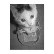 bambam kitty postcard