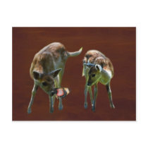 Bambi and deer post card