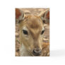 Bambi Deer Greeting Card