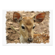 Bambi Deer Invitation