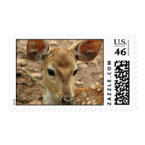 Bambi Deer Postage Stamp