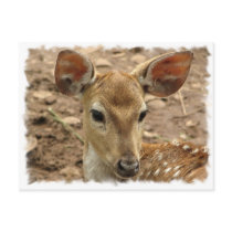 Bambi Deer Postcard