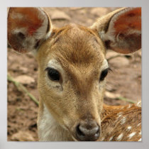 Bambi Deer Poster Print