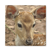 Bambi Deer Square Magnet