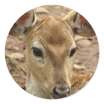 Bambi Deer Sticker by WildlifeAnimals