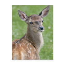 Bambi Postcard
