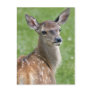 Bambi Postcard