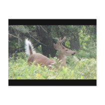 Bambis Father? postcards by HessyLu Bambis Father? postcards