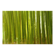 Bamboo abstract photograph