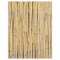 Bamboo background flyer design