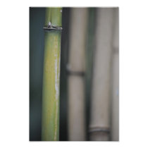 Bamboo - Bambu Photo Print