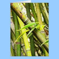 BAMBOO cards