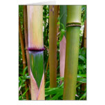 Bamboo Cards
