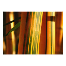 Bamboo closeup custom invite