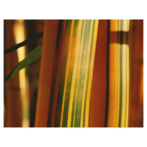 Bamboo closeup full color flyer