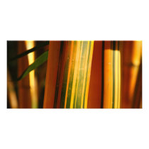Bamboo closeup custom photo card