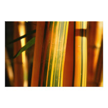 Bamboo closeup photograph