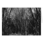 Bamboo Clump, Trinidad, c.1891 Greeting Cards