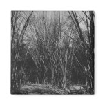 Bamboo Clump, Trinidad, c.1891 Fridge Magnets
