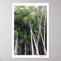 Bamboo Dance Poster